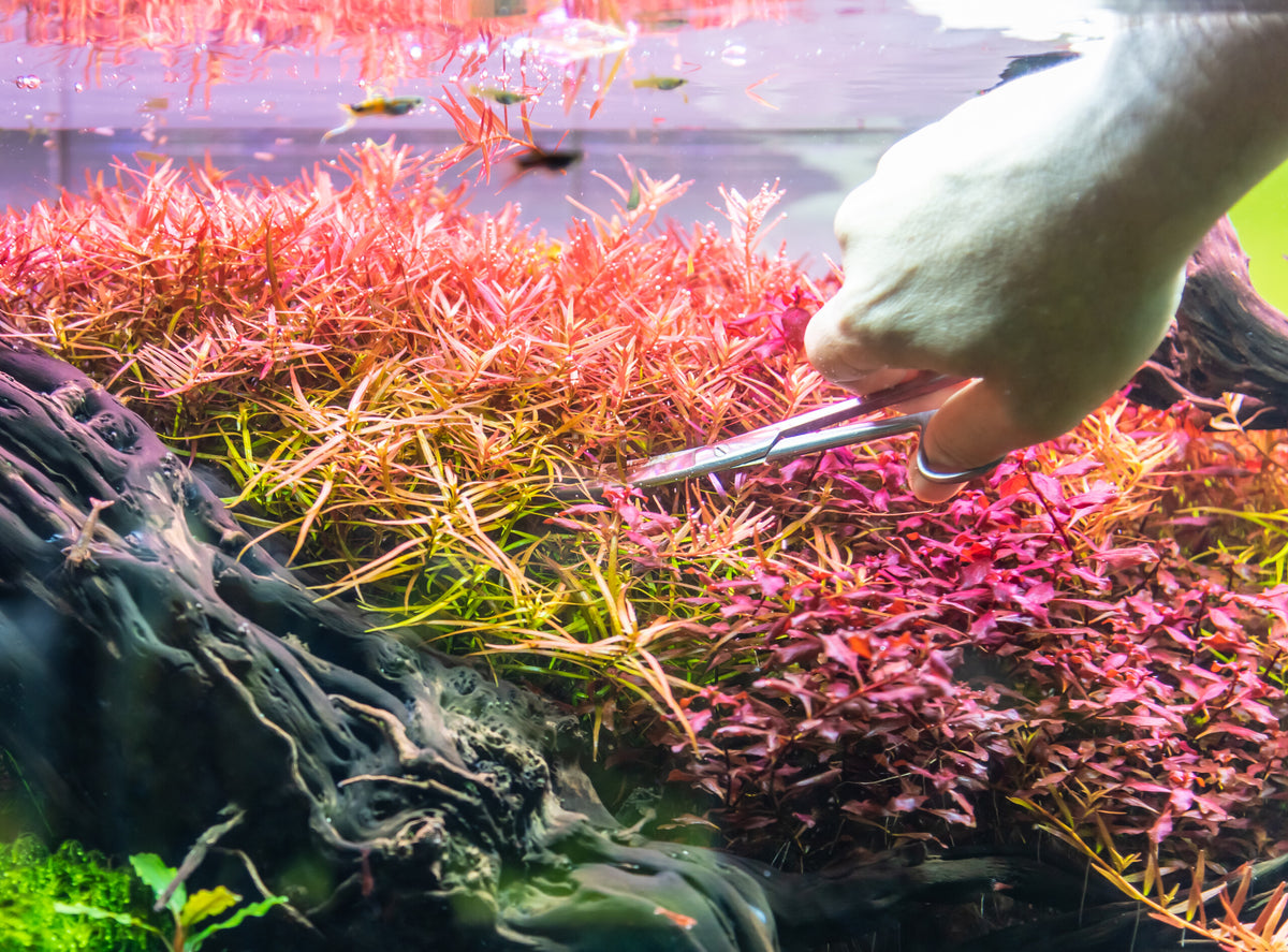Proper Trimming of Aquarium Plants