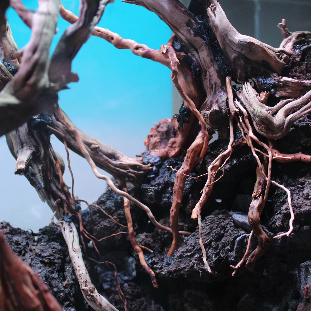 Instagram post by @angelocolombo_aquascaping