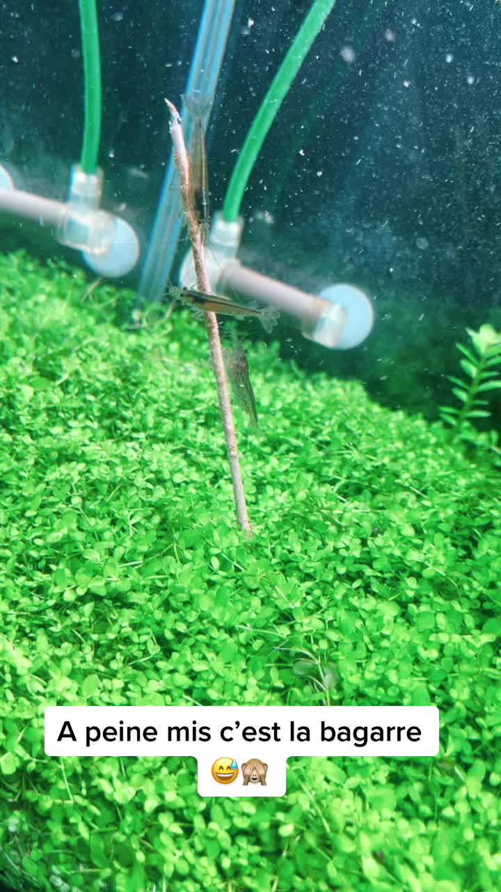 TikTok video by @aquascaping.passion